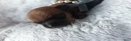 Chihuahua dogs for sale: Chihuahua 2 girls & 1 boy 🏡  - Advert 8