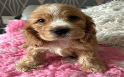 Cocker Spaniel dogs for sale: Show type cocker  spaniel “ Villaspaniol  ” kC reg - Image 1