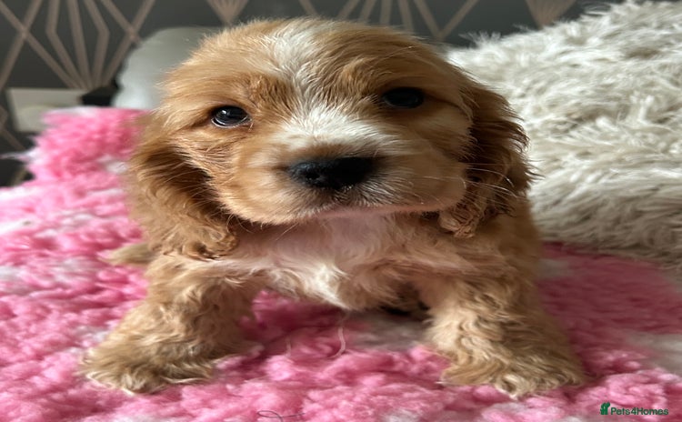 Cocker Spaniel dogs - Advert 16