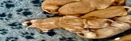 Cockapoo dogs for sale: Exceptional family pets top quality cockapoo’s - Advert 3
