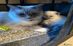 Ragdoll cats for sale: Ragdoll kittens  - Image 5