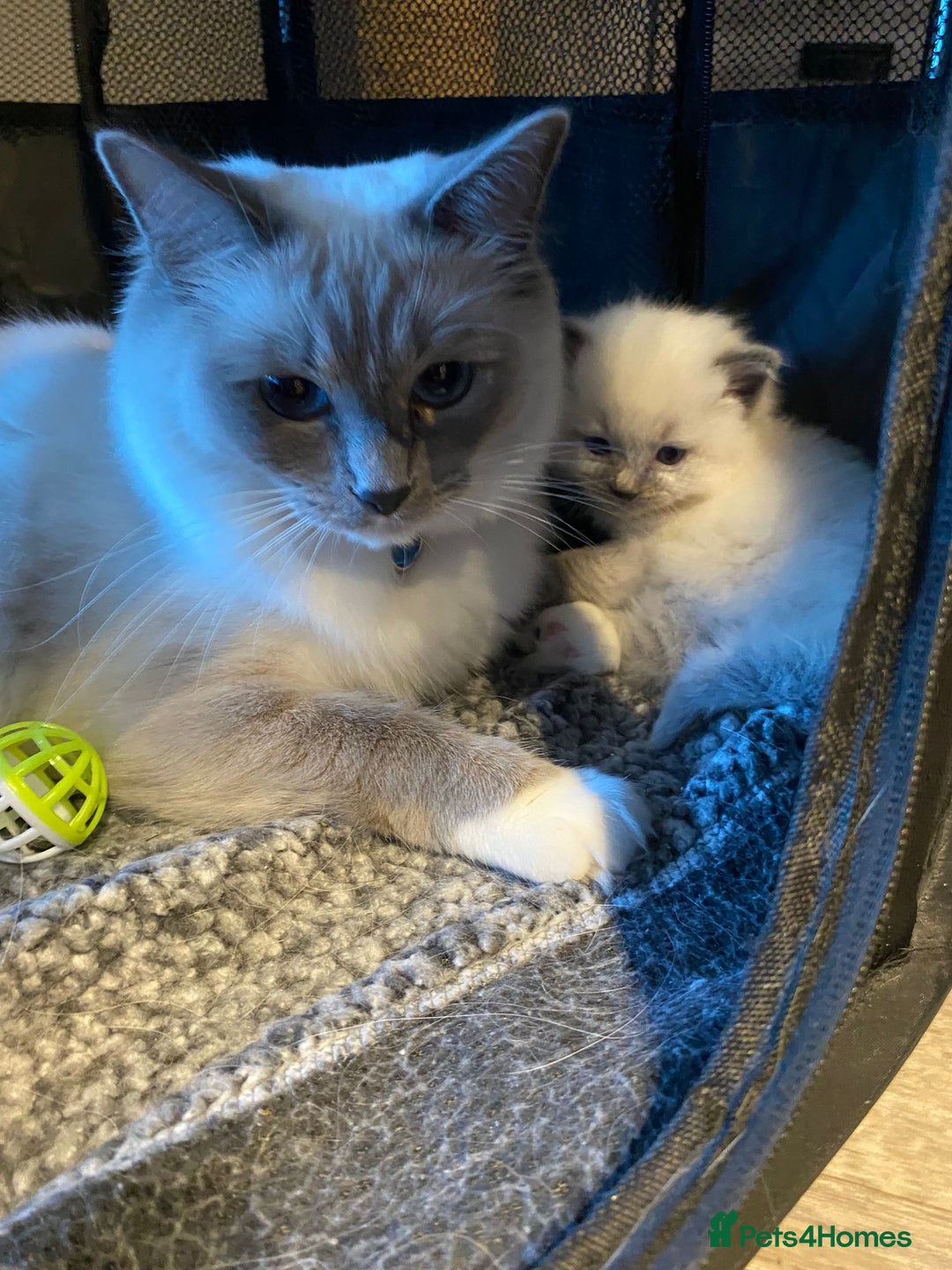 Ragdoll cats for sale: Ragdoll kittens  - Image 5