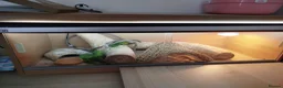 Bearded Dragon reptiles for sale: Rankin Dragon for sale - Advert 3