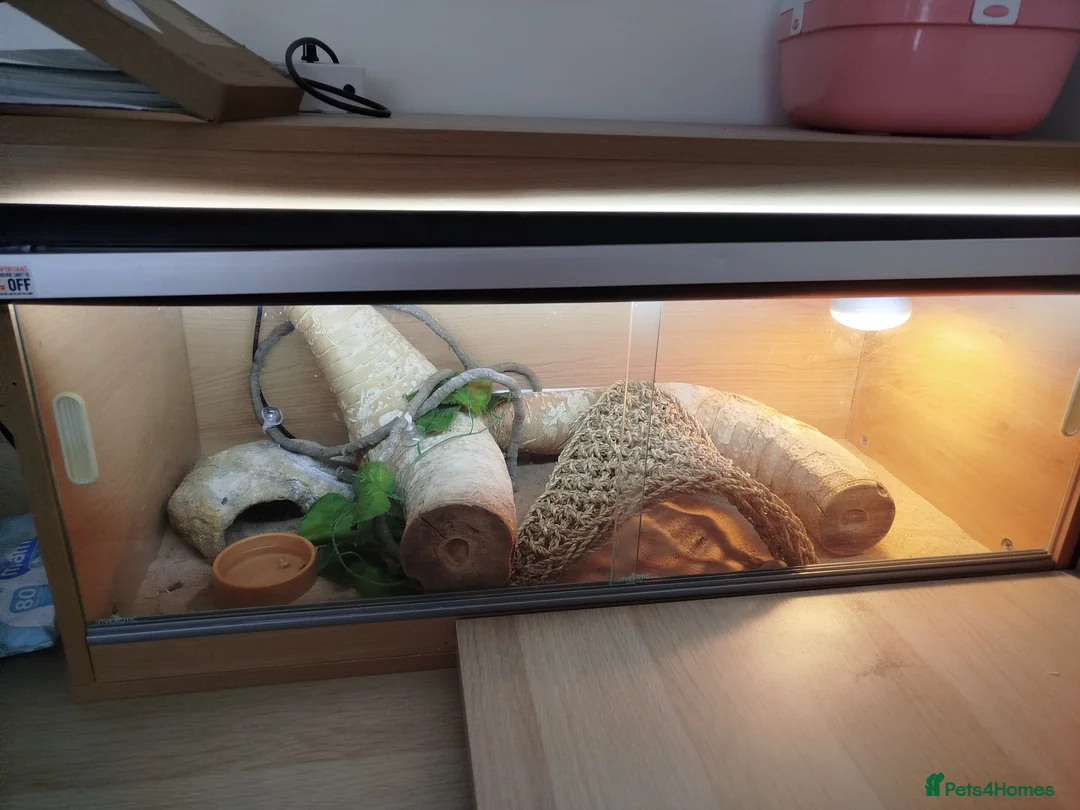 Bearded Dragon reptiles for sale: Rankin Dragon for sale - Advert 3