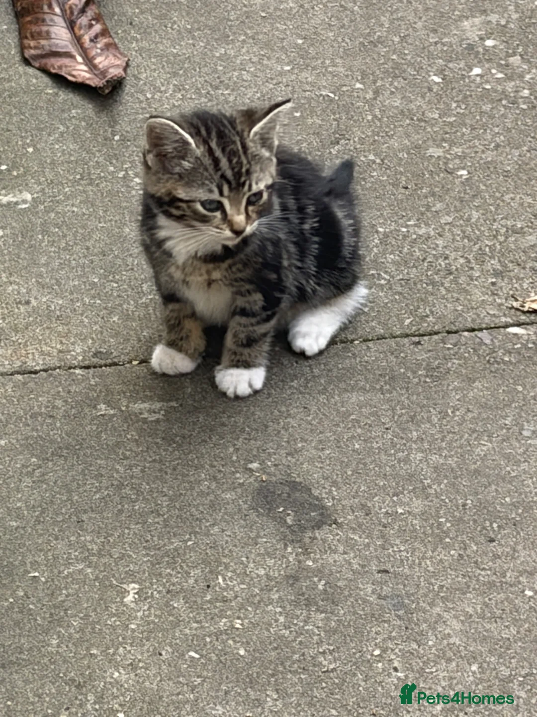 Domestic Shorthair cats for sale: 4 kittens, 2 boys and 2 girls  - Advert 9