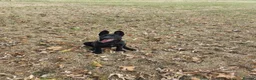 Belgian Shepherd Dog dogs for sale: Female Belgian Shepherd in Sheffield - Advert 3