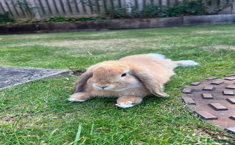 Mini Lop rabbits - Advert 13