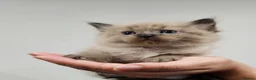 Ragdoll cats for sale: Blue Sepia, Seal Sepia and Seal Point Ragdolls - Advert 13
