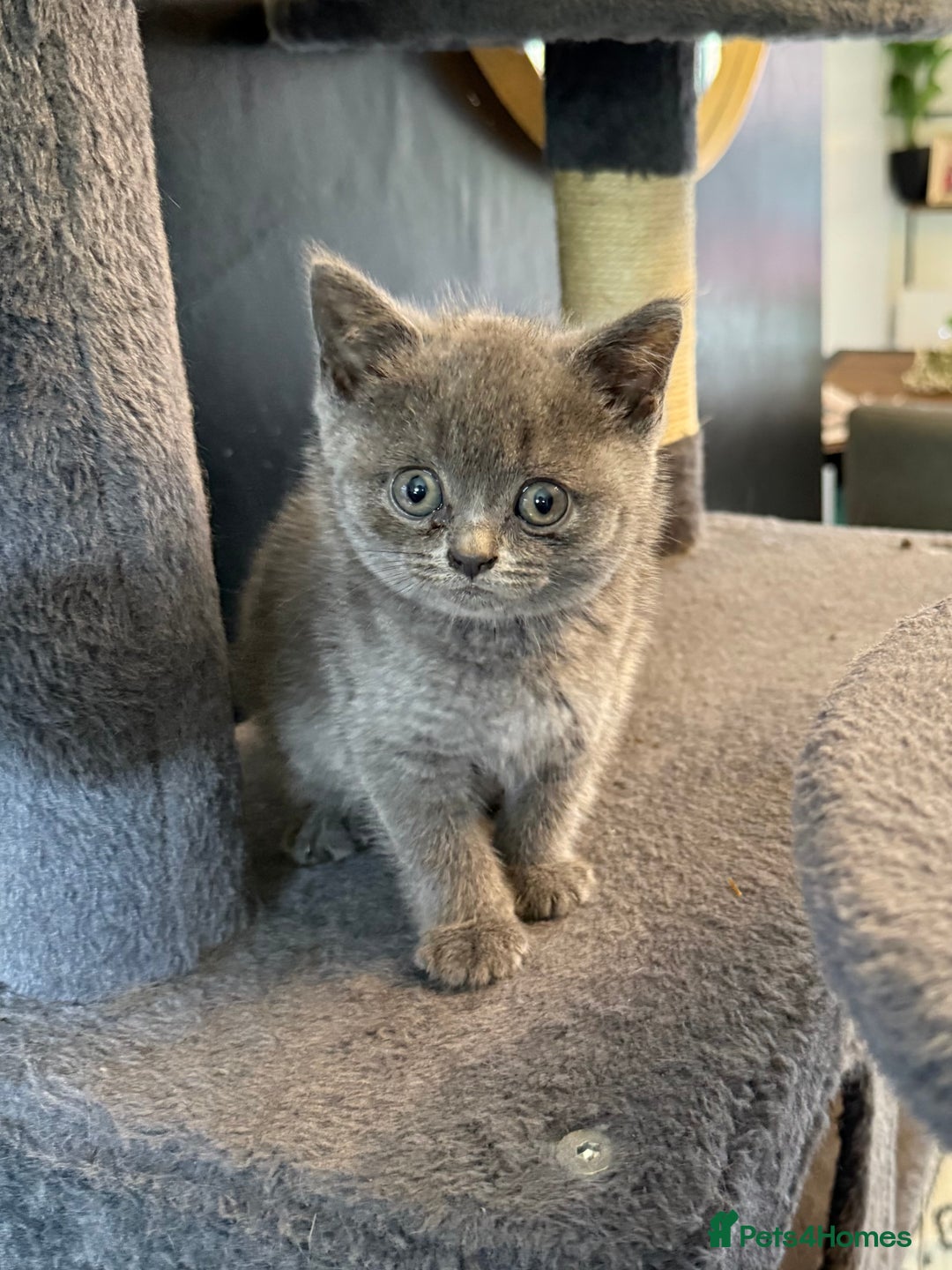 British Shorthair cats for sale: 2 Girls 3 Boys British Shorthairs - Image 7