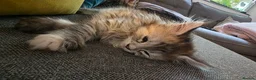 Maine Coon cats for sale: 3 beautiful maincoon kittens  - Advert 7