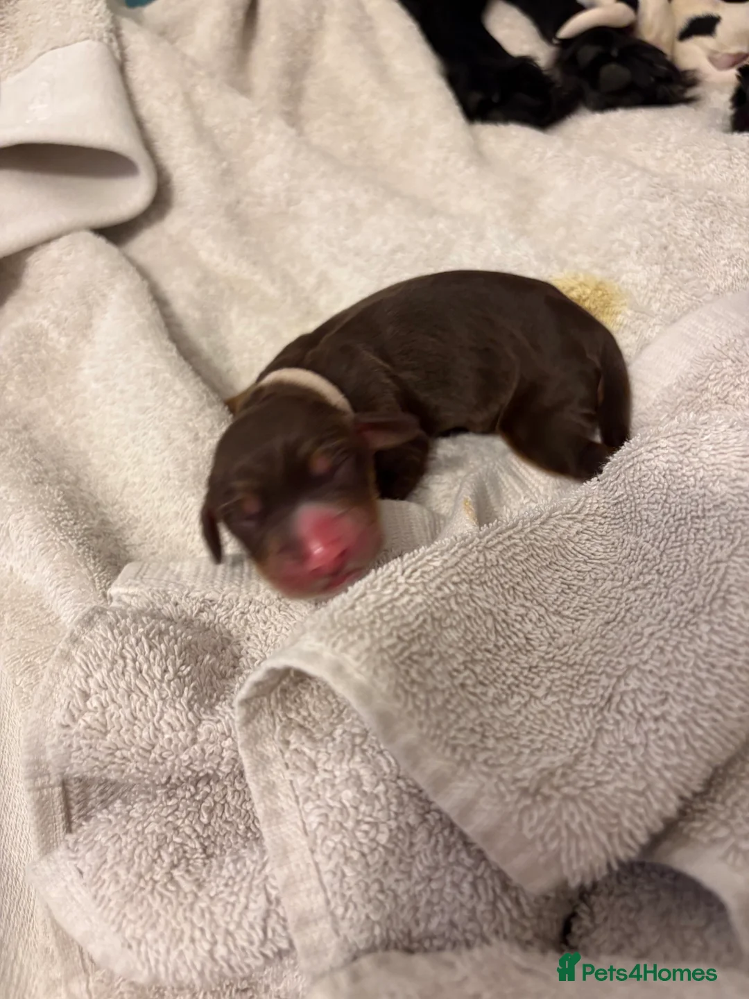 English Springer Spaniel dogs for sale: Spaniel puppies for sale  - Advert 2