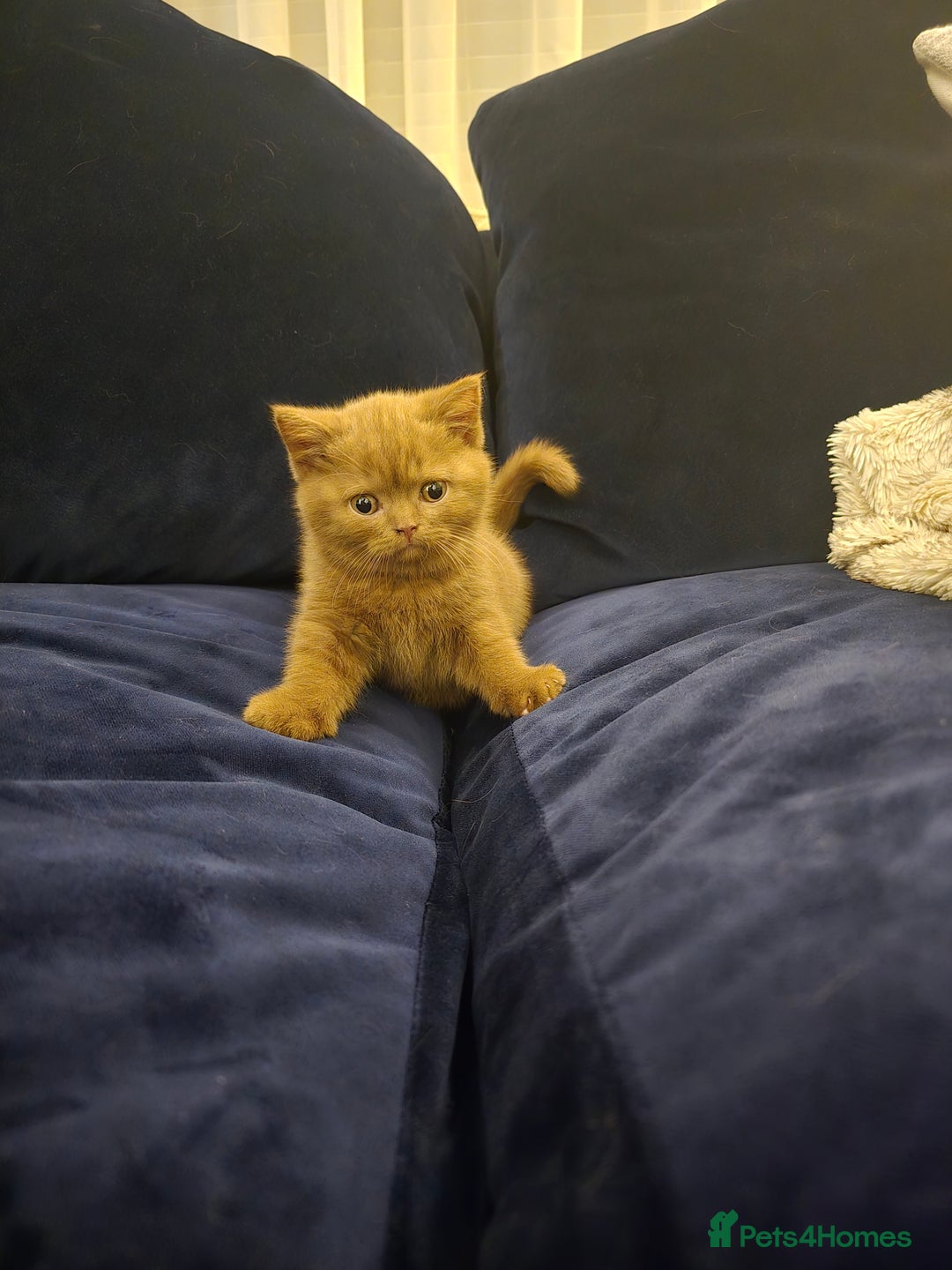 British Shorthair cats for sale: 🤎gccf redgistered British Shorthair Kittens🤎 - Image 5