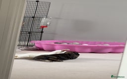 English rabbits for sale: 2 Female Rabbits  - Image 3
