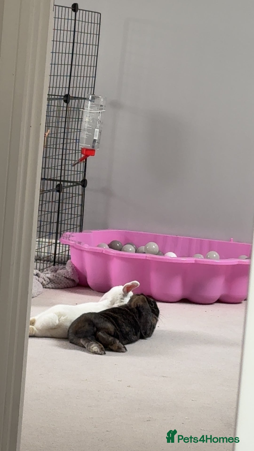 English rabbits for sale: 2 Female Rabbits  - Image 3