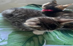 Bengal cats for sale: 2Beautiful kittens Left - Image 7