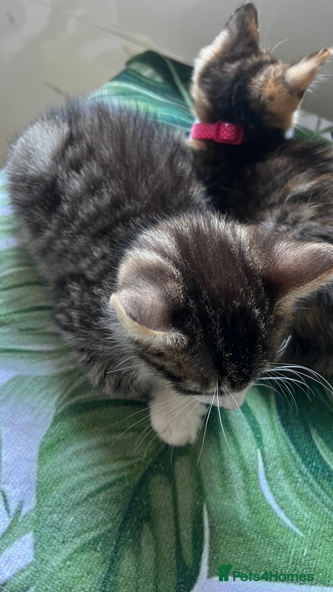 Bengal cats for sale: 2Beautiful kittens Left - Image 7