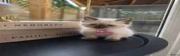 Birman cats for sale: Birman Kittens  in Wolverhampton - Advert 5