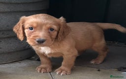 Cocker Spaniel dogs for sale: Out standing  Health tested working cockers  - Image 7