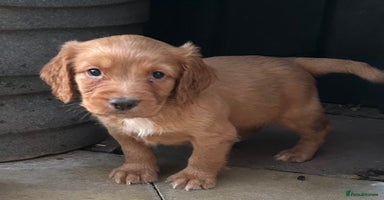 Cocker Spaniel dogs - Advert 2