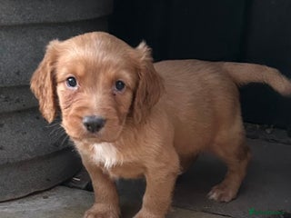 Cocker Spaniel dogs Out standing Health tested working cockers - Advert 11