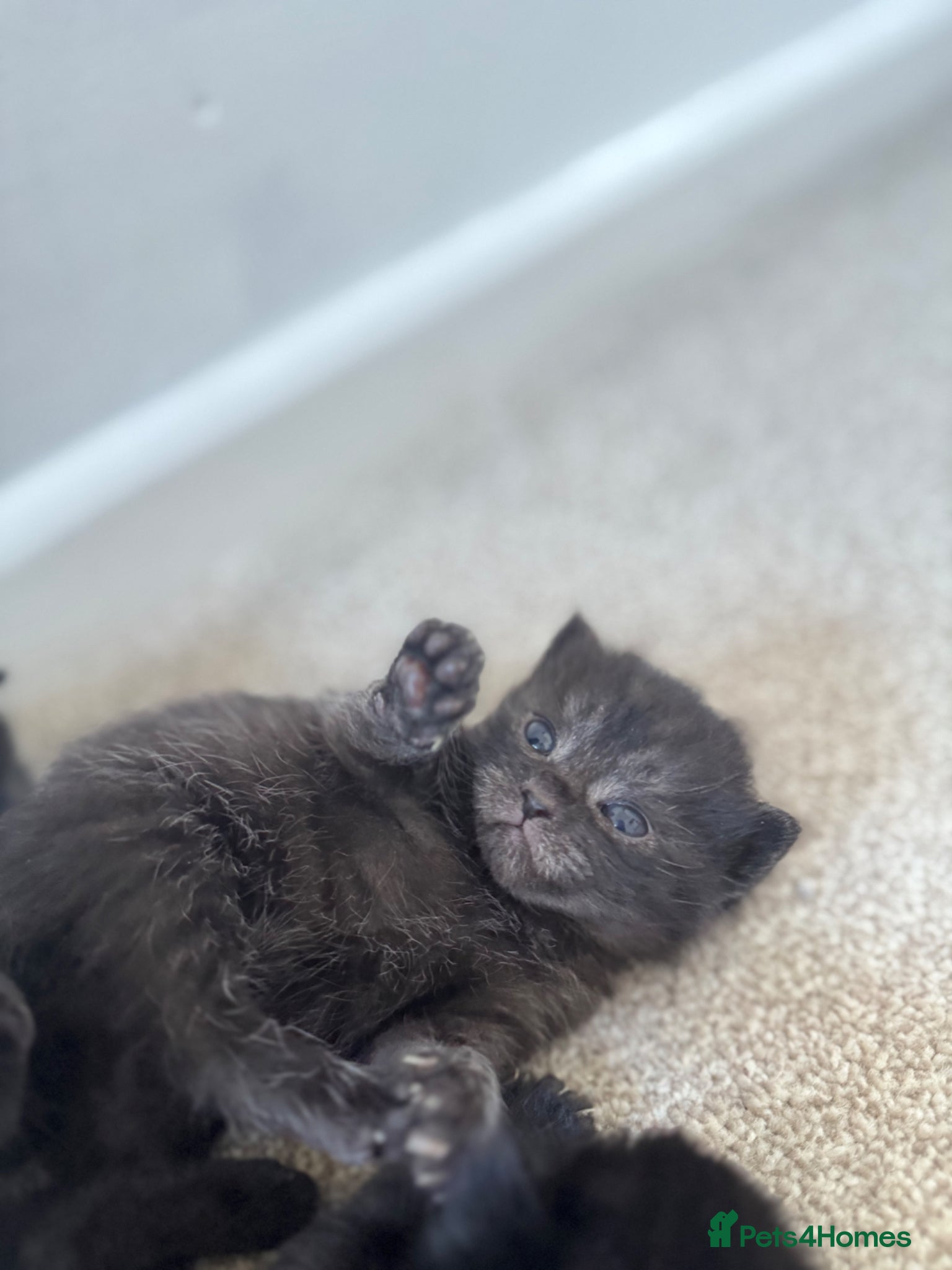 Persian cats for sale: Ash grey Persian kittens - Advert 3