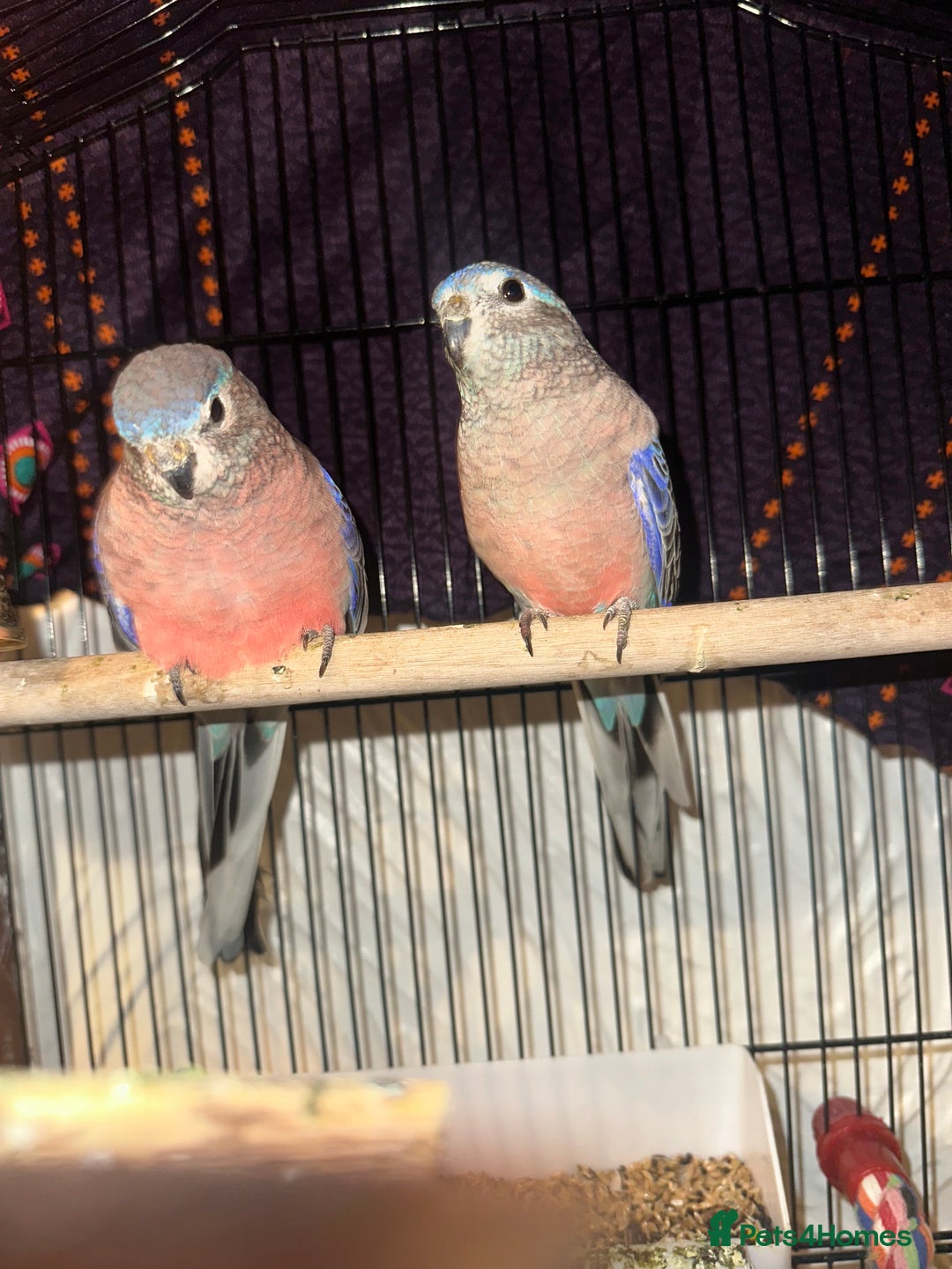 Parakeets birds for sale: Pair of bourke Parakeets  - Image 2