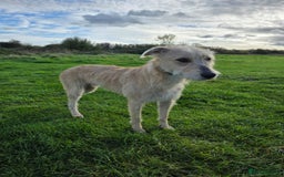 Lurcher dogs for sale: Lurcher boy for sale  - Image 8
