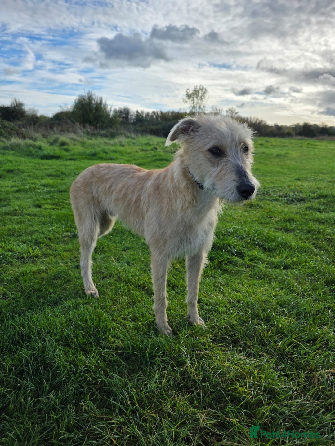Lurcher dogs for sale: Lurcher boy for sale  - Image 8