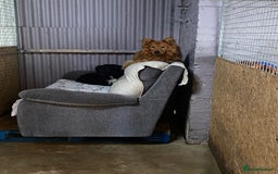 Mixed Breed dogs for adoption: MONTY & DAISY an example of Resilience &Friendship - Image 1