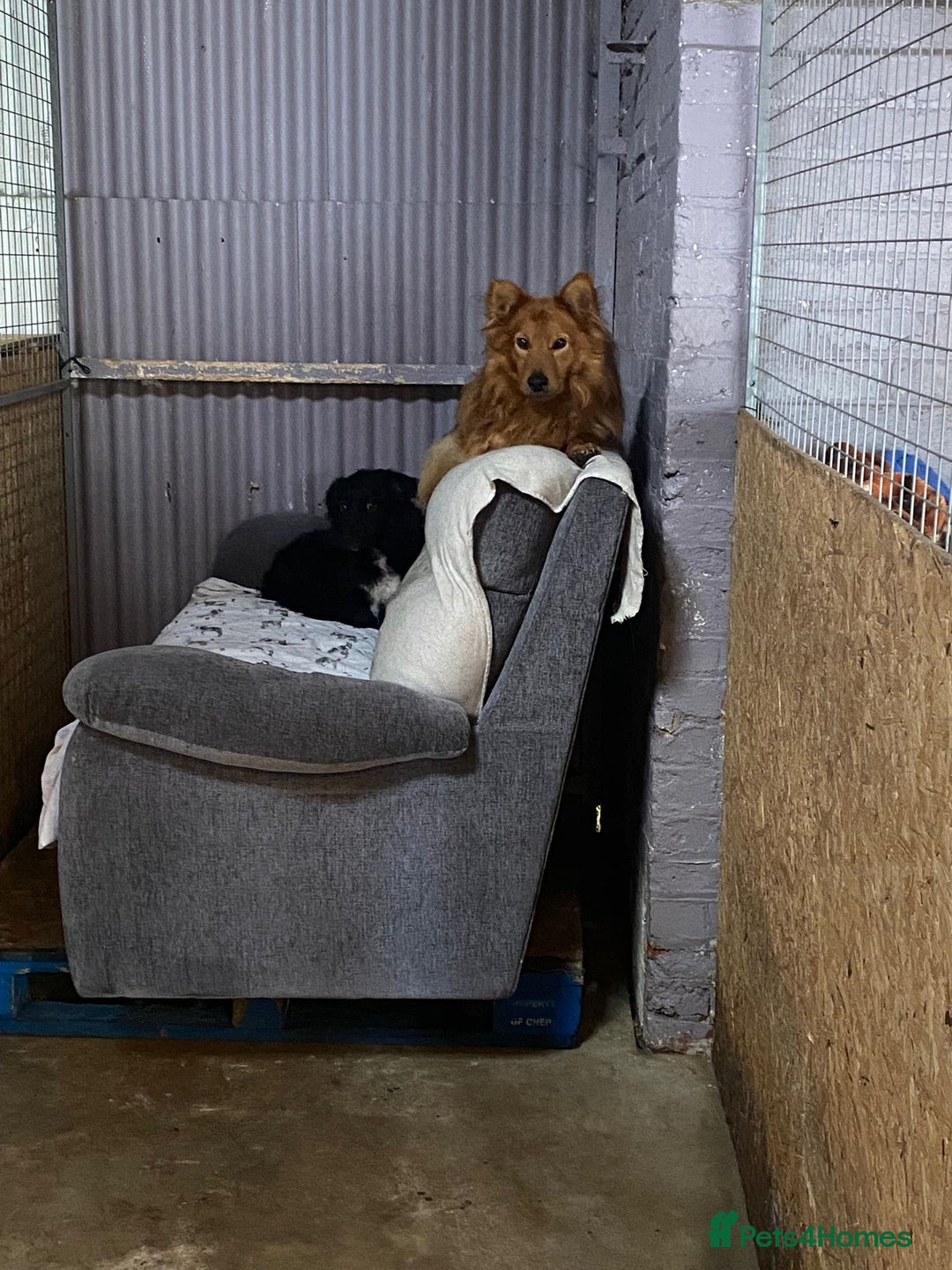 Mixed Breed dogs for adoption: MONTY & DAISY an example of Resilience &Friendship - Image 1