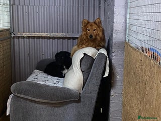 Mixed Breed dogs - Advert 10