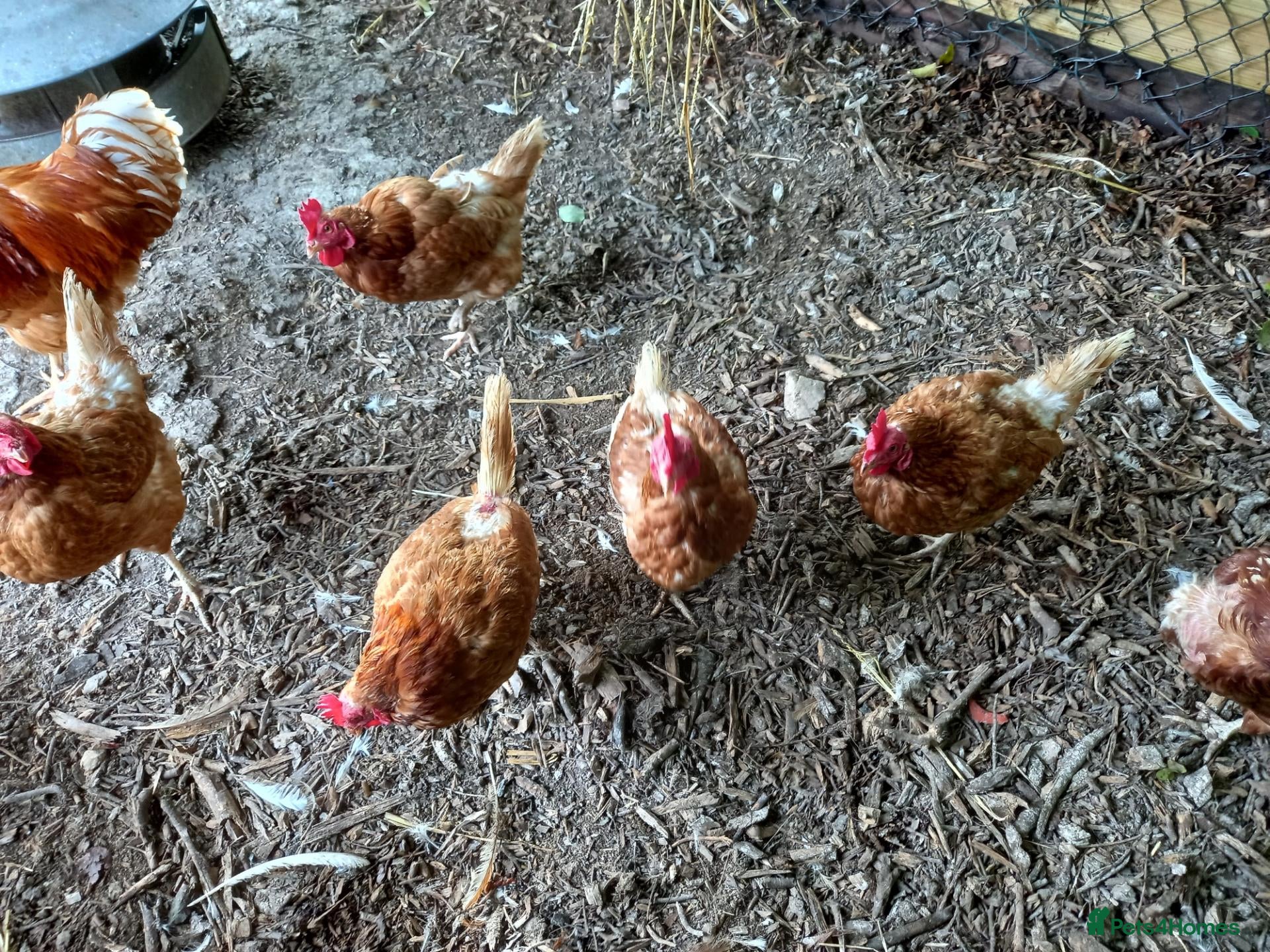 Chickens poultry Rescue Ex Commercial Laying Hens Chickens - Advert 1