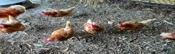 Chickens poultry for sale: Rescue Ex Commercial Laying Hens Chickens - Advert 1