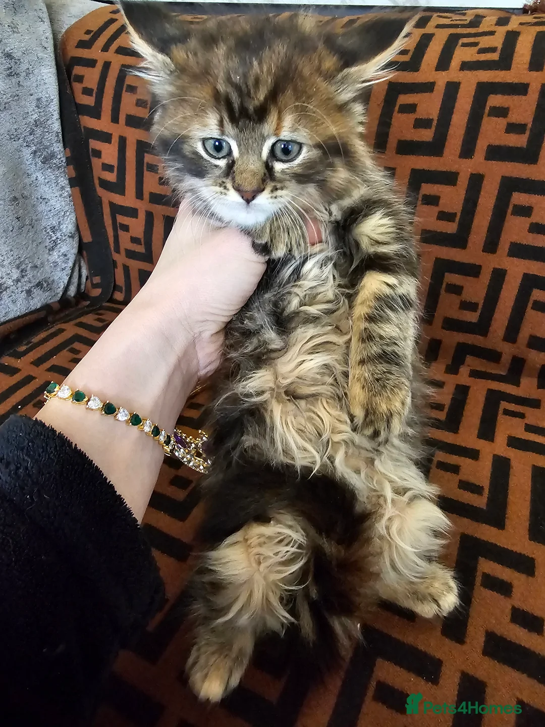 Maine Coon cats for sale:  Beautiful Siberian x Maine Coon Kittens Available - Advert 8