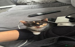 British Shorthair cats for sale: Kittens for sale - Image 5