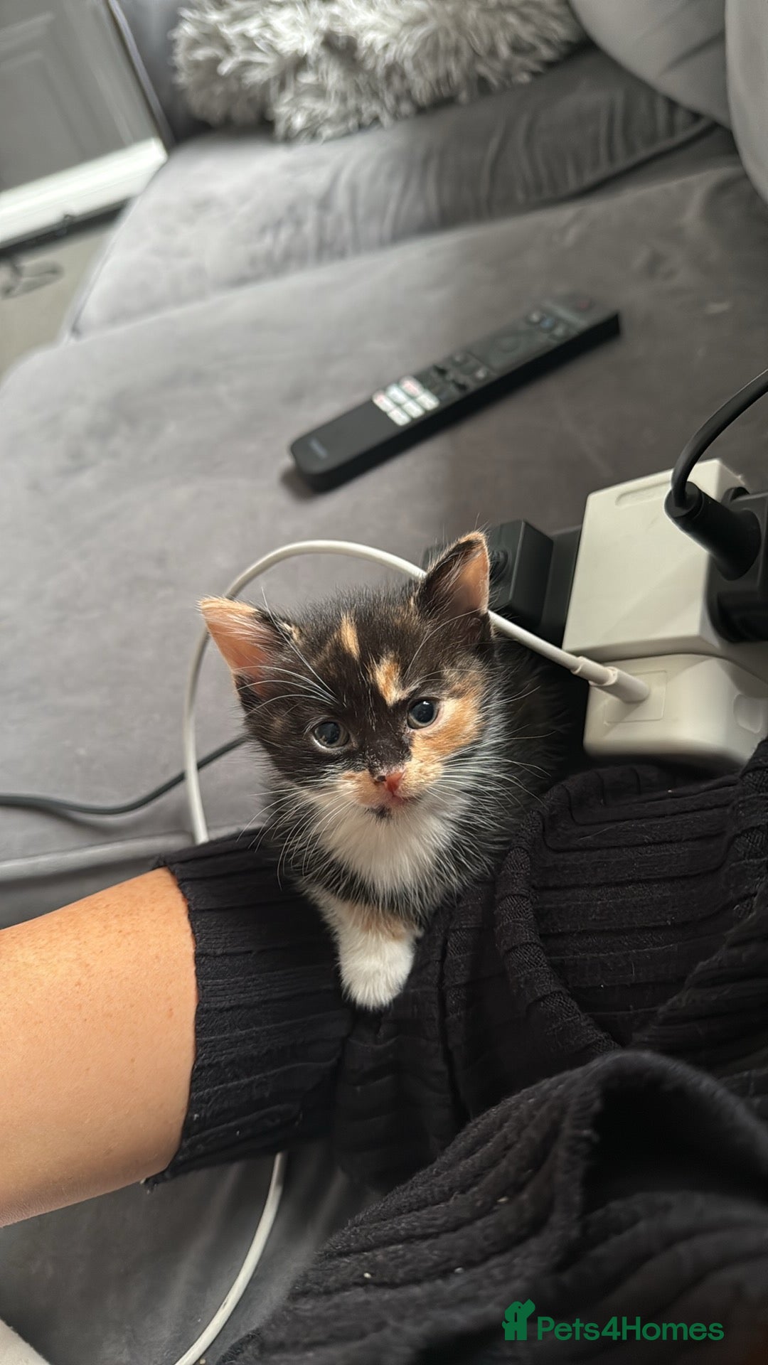 British Shorthair cats for sale: Kittens for sale - Image 5