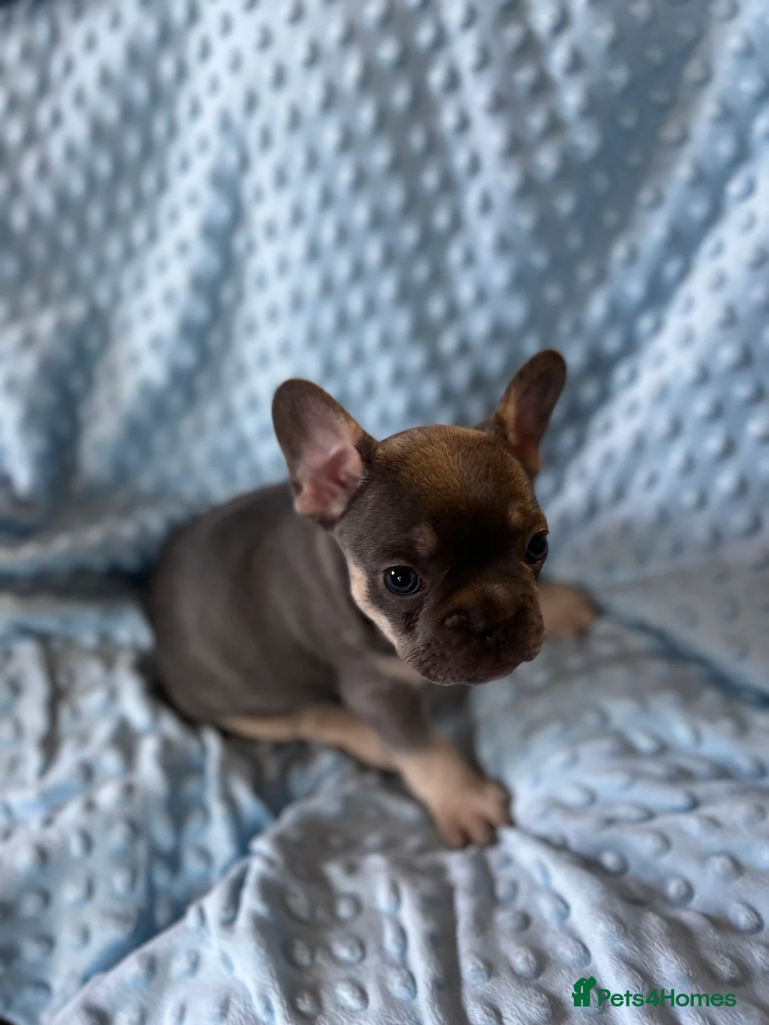 French Bulldog dogs for sale: Adorable French Bulldog puppies - Advert 2