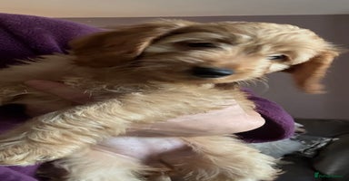 Cockapoo dogs - Advert 15
