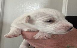 Miniature Schnauzer dogs for sale: Top Quality, health tested Mini Schnauzer pups - Image 8