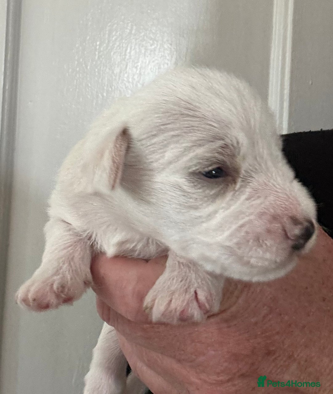 Miniature Schnauzer dogs for sale: Top Quality, health tested Mini Schnauzer pups - Image 8