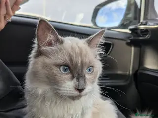 Ragdoll cats Beautiful blue Point Ragdoll - Advert 6