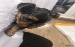 Yorkshire Terrier dogs for sale: Yorkishire Terrier puppy - Image 6