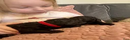 Mixed Breed dogs for sale: Miniature Poodle puppies available  - Advert 25