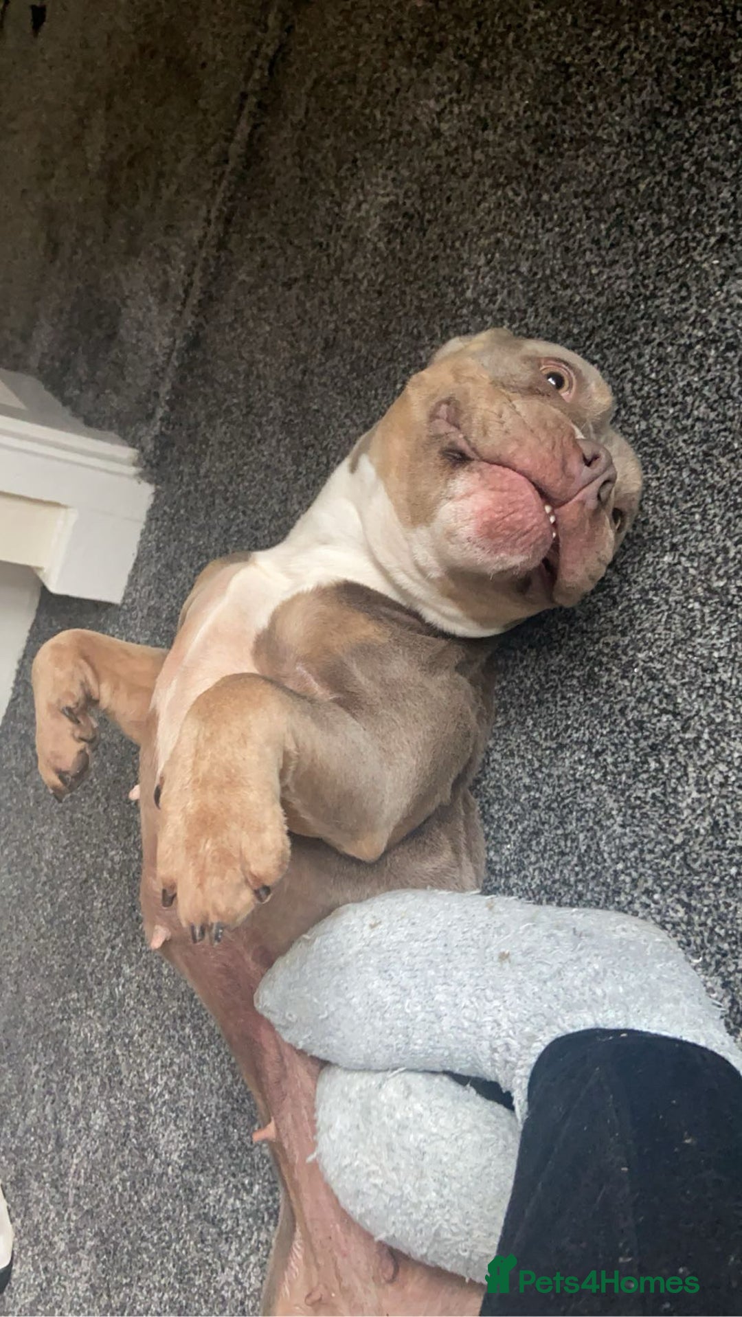 American Bully dogs for sale: Pocket bully for sale  - Image 5