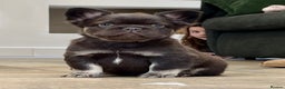 French Bulldog dogs for stud: FLUFFBUSTER LILAC & TAN VISUAL FLUFFY STUD in Halifax - Advert 11