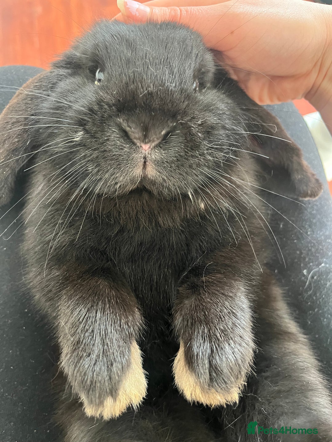French Lop rabbits for sale: Bunny - Advert 8