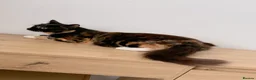 Mixed Breed cats for sale: Cairo, female Calico and Tortoise Mix  - Advert 5