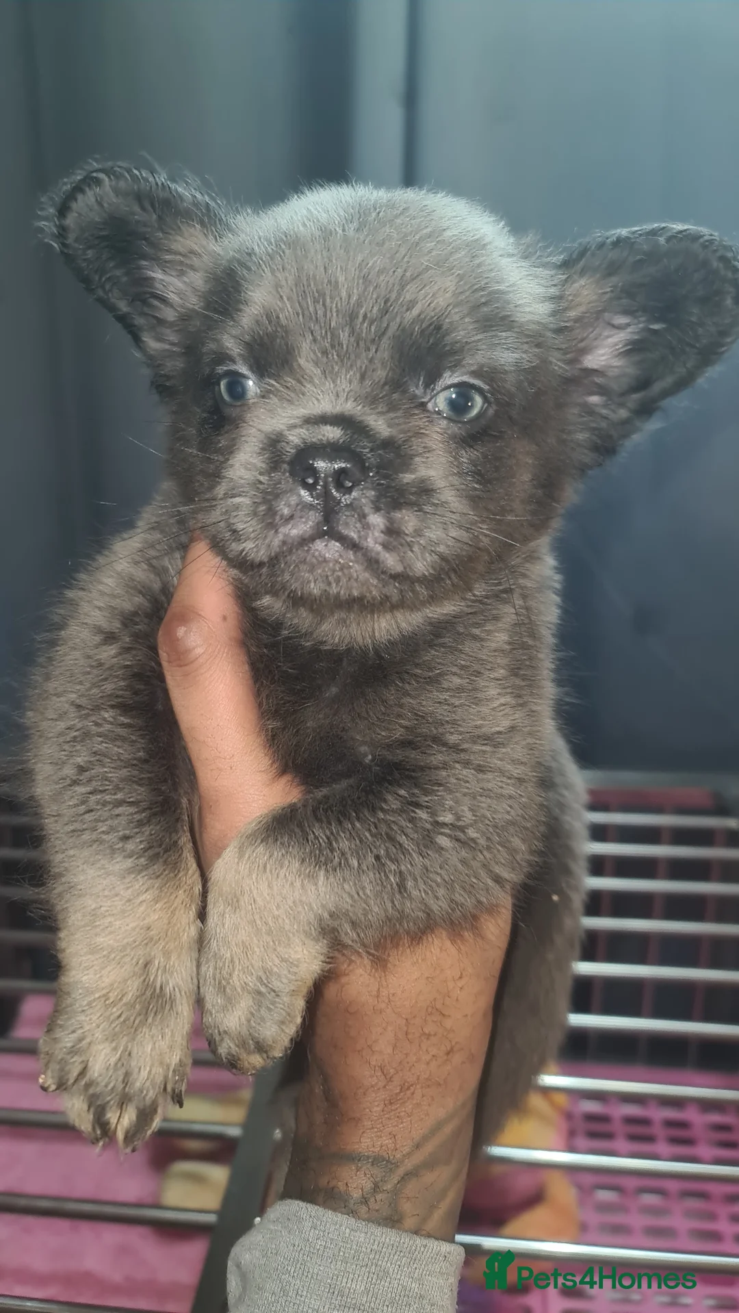 French Bulldog dogs for sale: ✨ Enchanted Frenchie Puppies Ready Now! ✨ - Advert 27