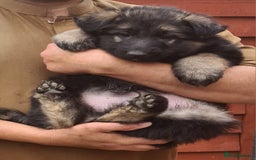 German Shepherd dogs for sale: German shepherd's long hair - Image 5