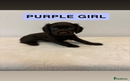 Cocker Spaniel dogs for sale: Gorgeous Full Cocker Spaniel Pups  - Image 15